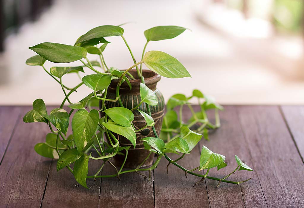 Devil's Ivy