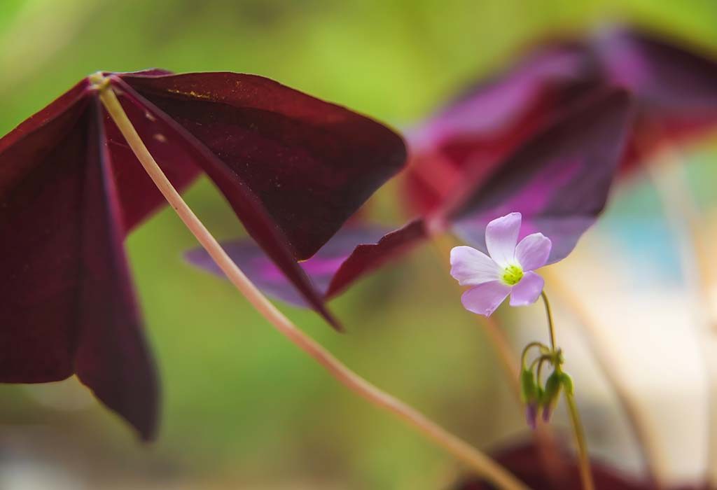 Oxalis