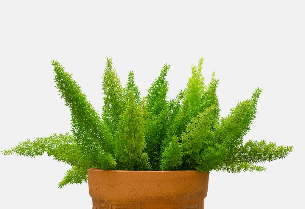 Asparagus Fern