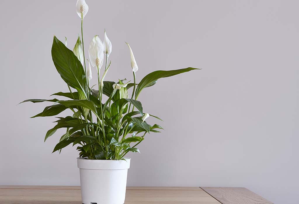 Peace Lily