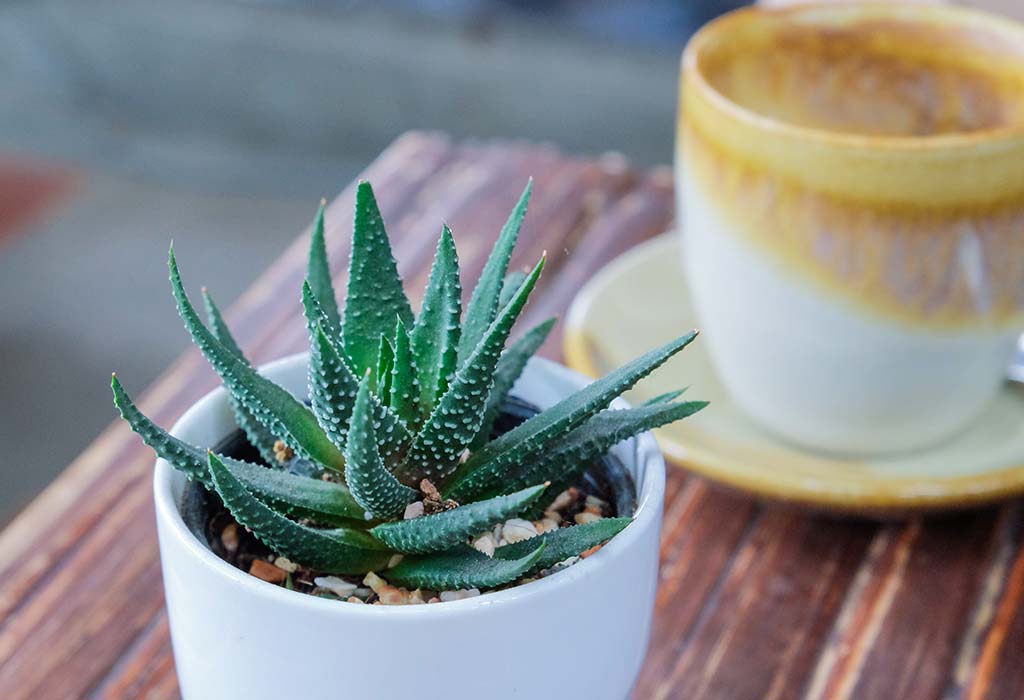 Aloe Vera