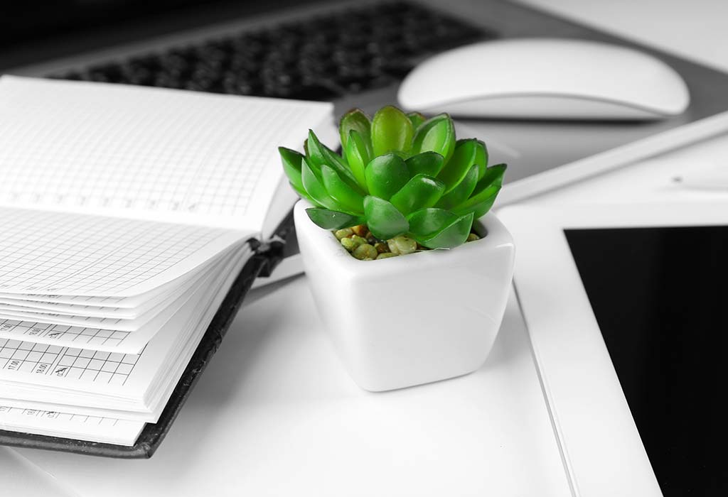 11 Best Office Desk Plants To Uplift Your Mood At Workplace