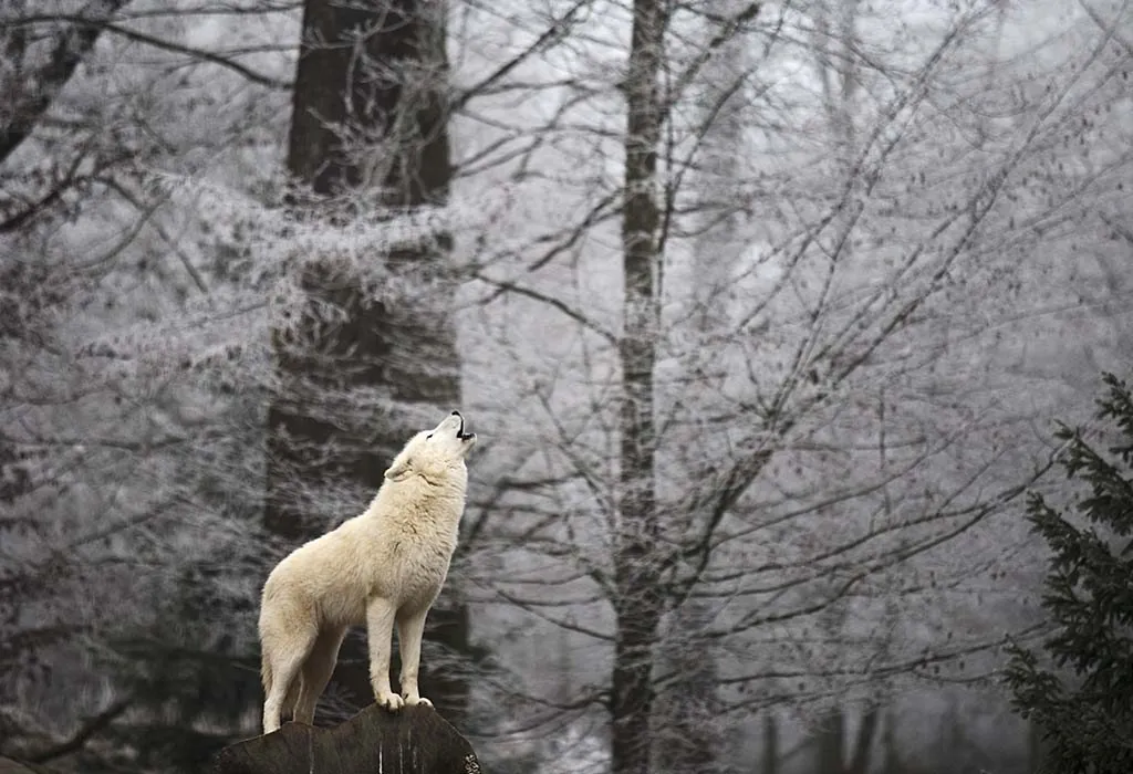 Howling wolf