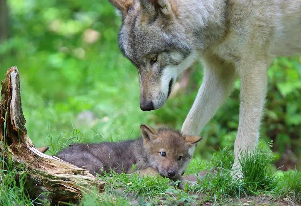 24 Interesting Wolf Facts For Kids