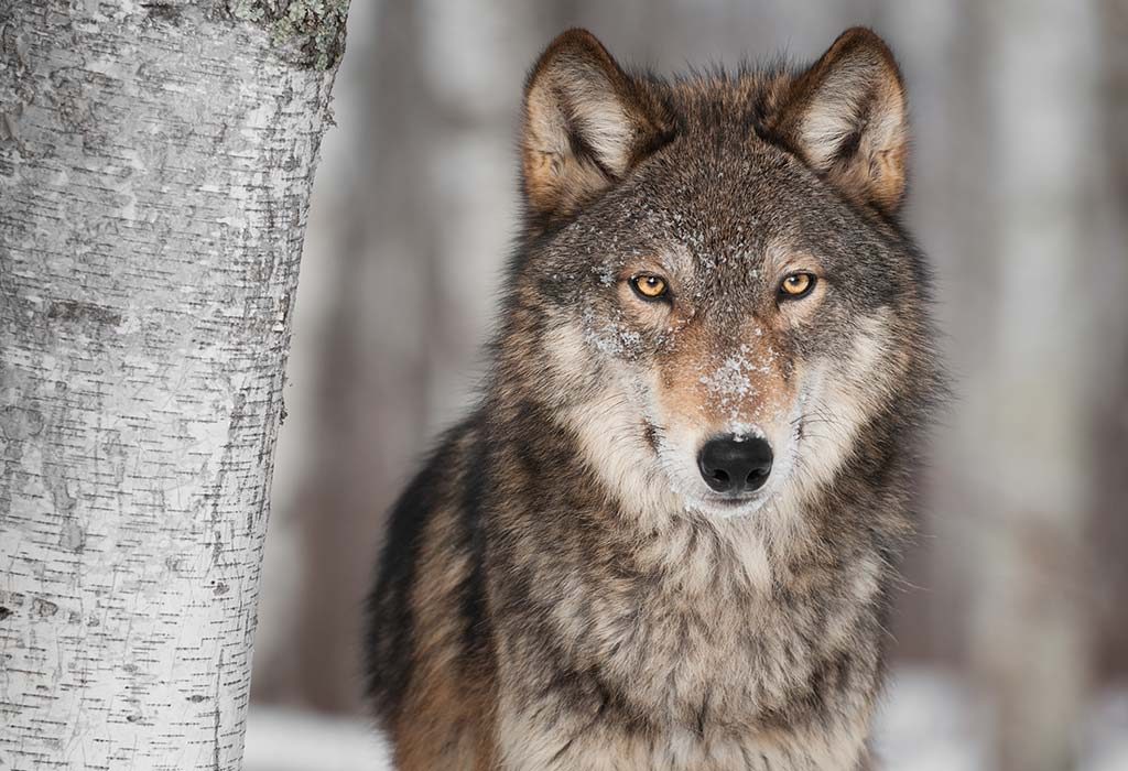 20 Fascinating Wolf Facts for Kids