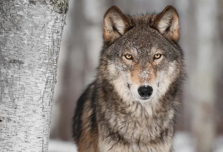 24 Facts About Wolves for Kids