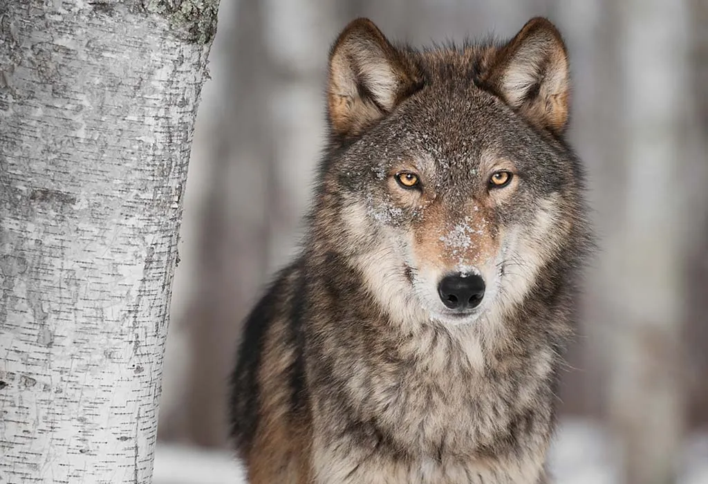 Wolf Family What To Do If You Got Lost? Wolfoo Learns Safety Tips For Kids  + More