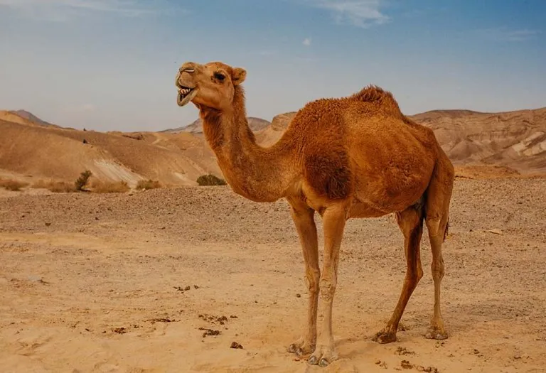 10 Fascinating Facts About Camels for Kids