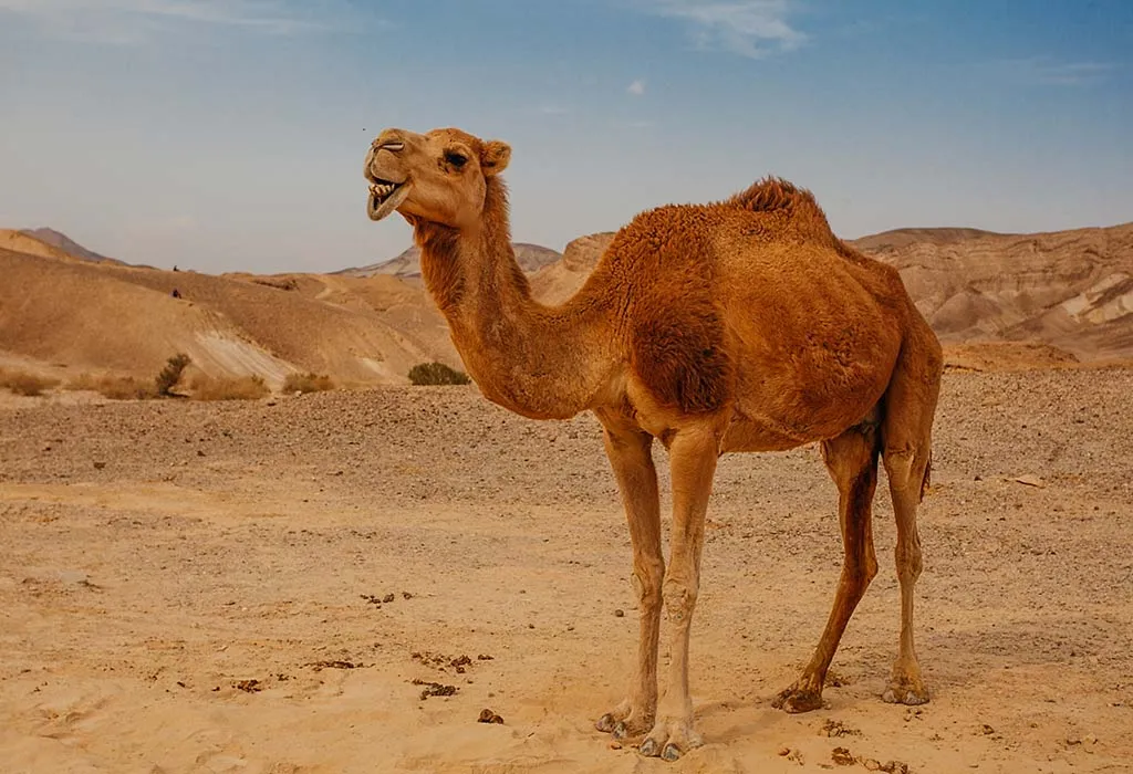 10 Interesting Camel Facts & Information for Kids