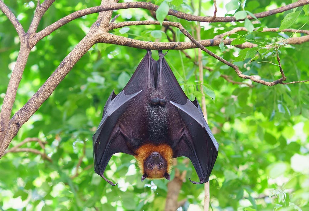 Facts and Information About Bats for Kids