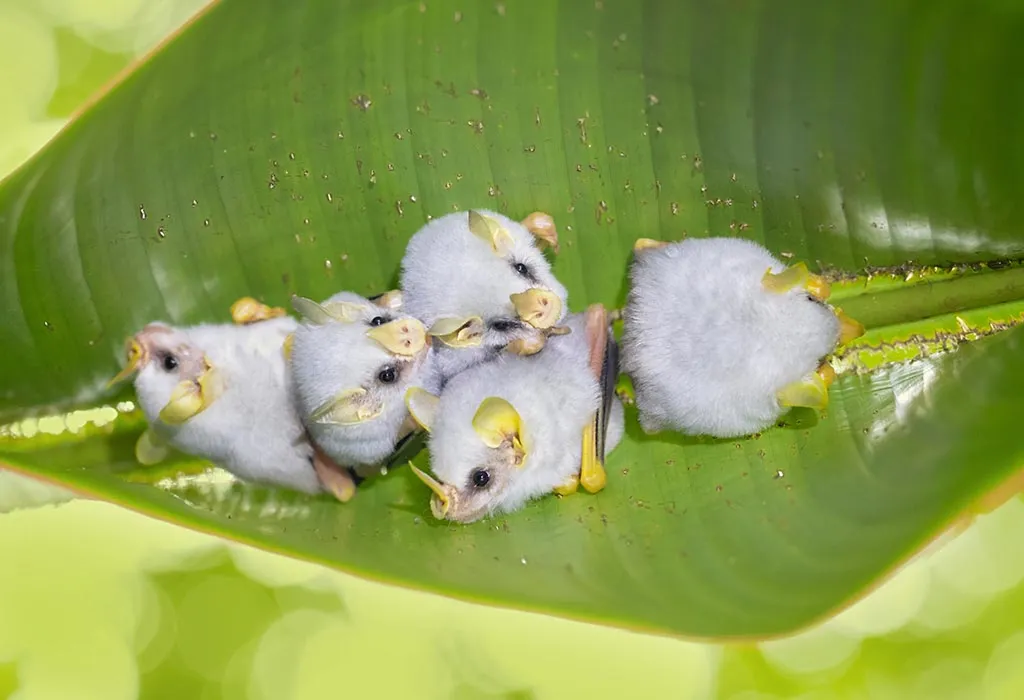 Honduran White Bats