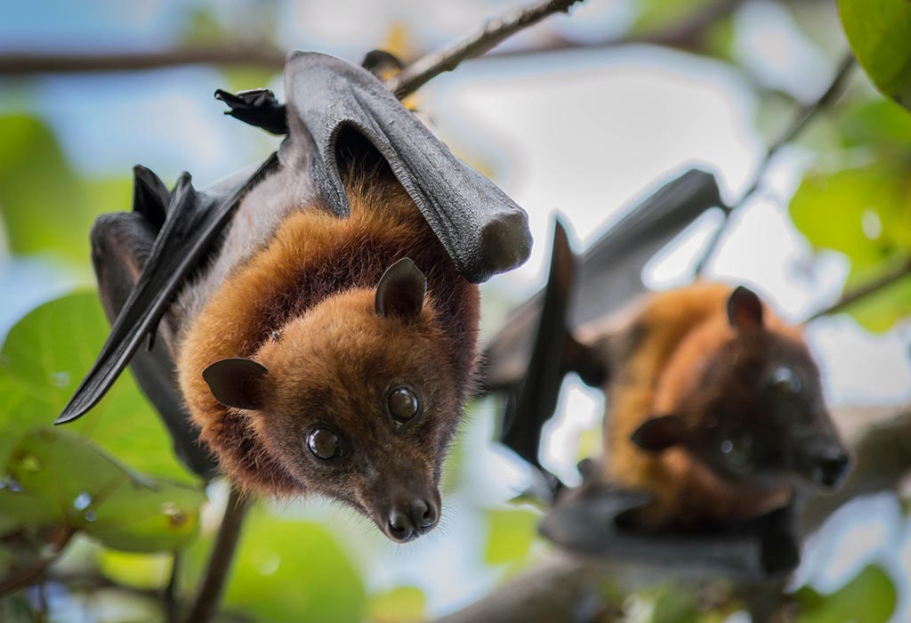 Interesting Facts & Information about Bats for Kids