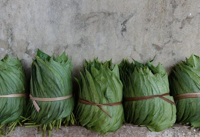 health-tips-betel-leaf-side-effect-know-here-before-eating-marathi-gh