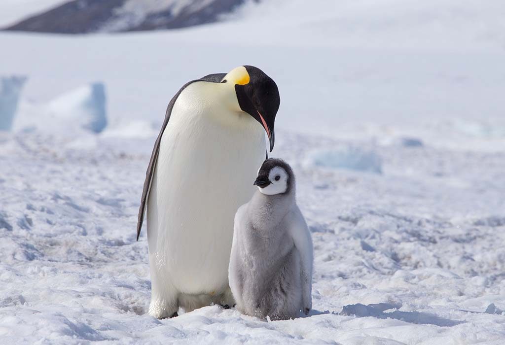 Galapagos Penguin Facts For Kids Kids Matttroy