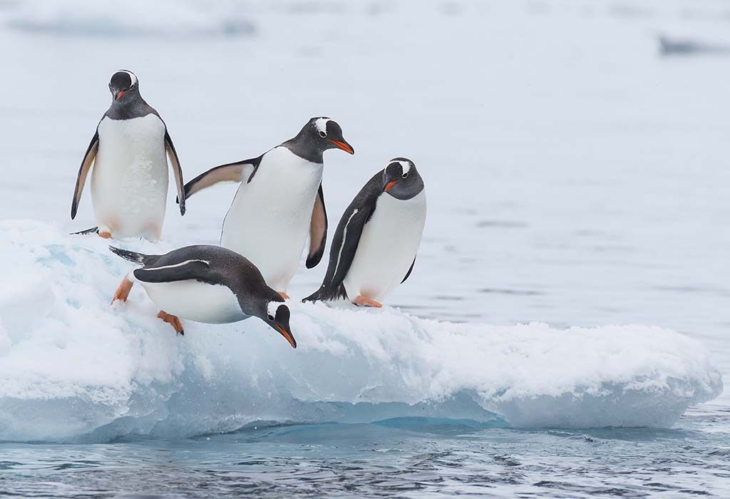 Interesting Penguin Facts for Kids