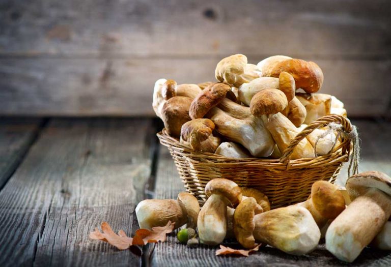 Health Benefits of Eating Mushrooms