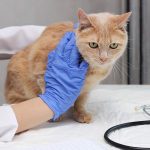 8 Common Diseases in Cats That Every Cat Owner Must Know