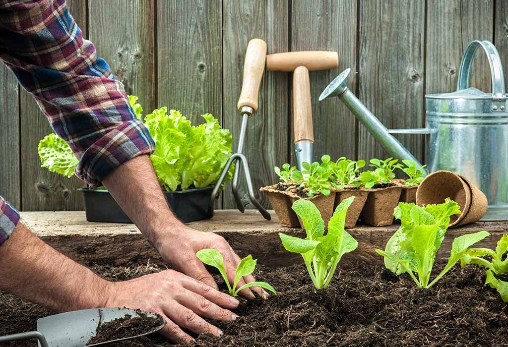 Best Soil for Plants for Your Home Garden
