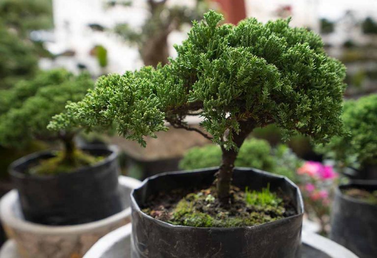 Best Tips to Grow Bonsai Tree at Home