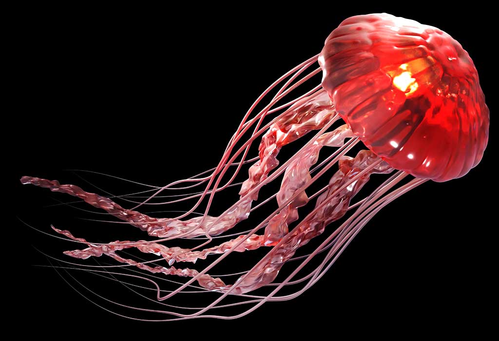 Interesting Jellyfish Facts And Information For Kids