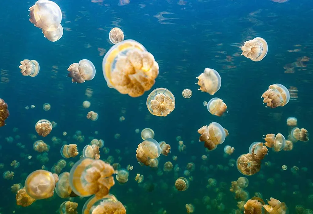 Jellyfish