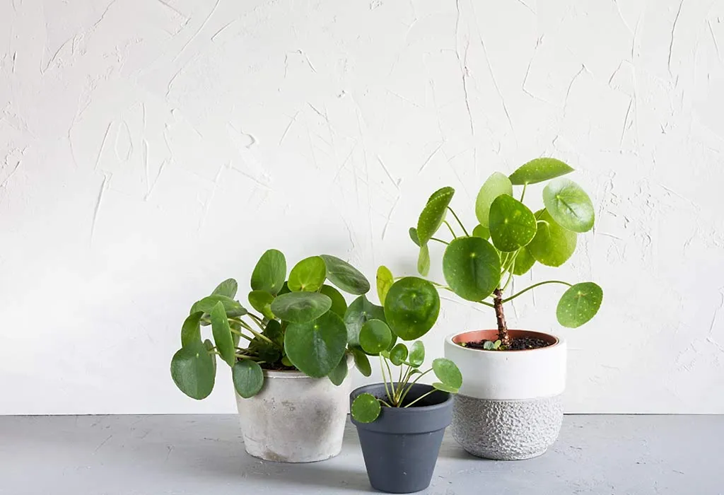 Best Feng Shui Plants to Keep in Your Home and Office