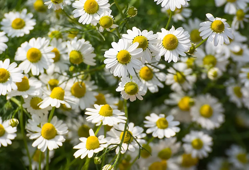 chamomile