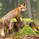 Amazing Fox Facts and Information for Kids
