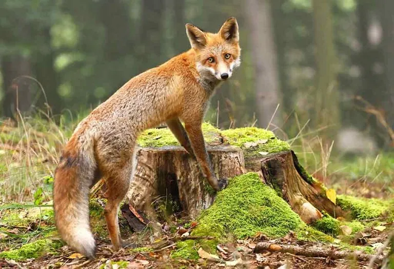 Amazing Fox Facts and Information for Kids