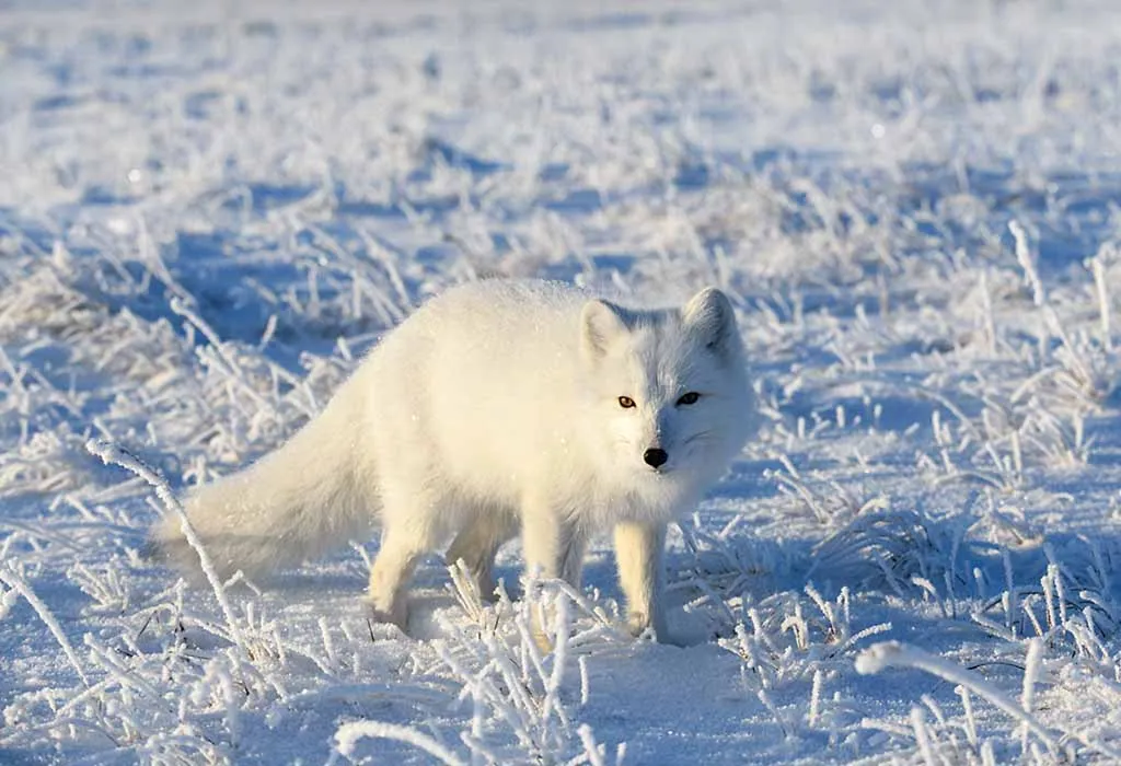 Arctic fox hunting