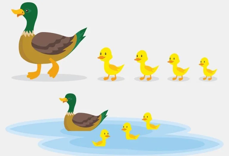 Amazing Duck Facts and Information for Kids