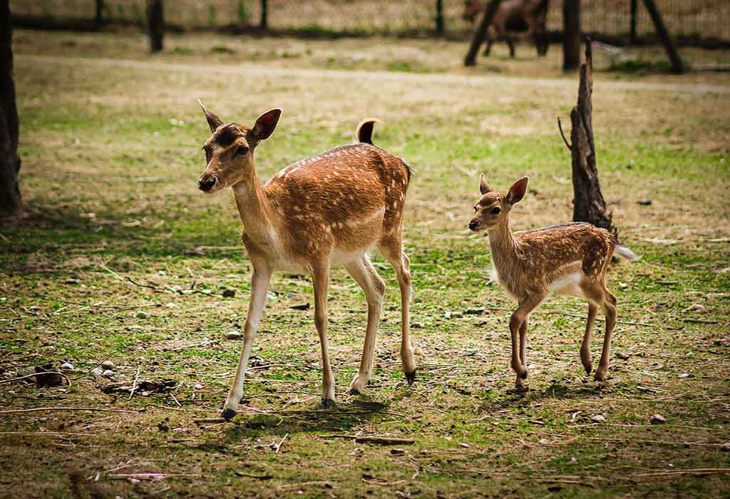 Fascinating Facts about Deer for Kids