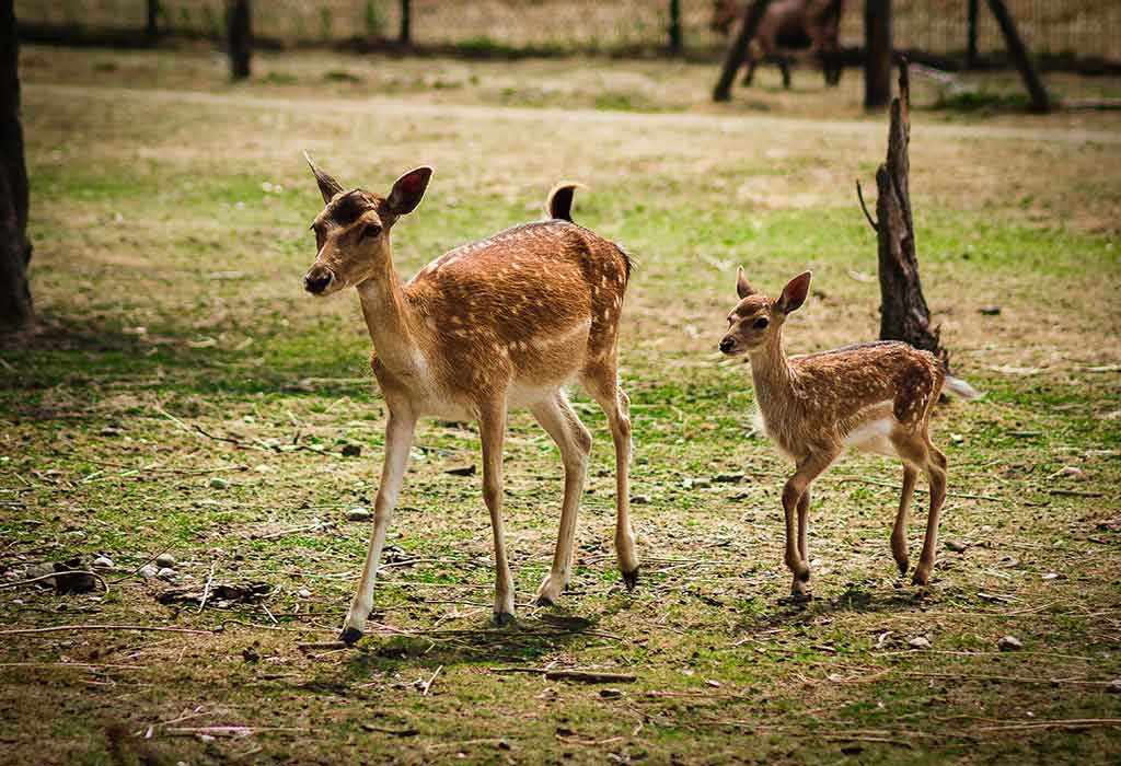 white tailed deer facts for kids