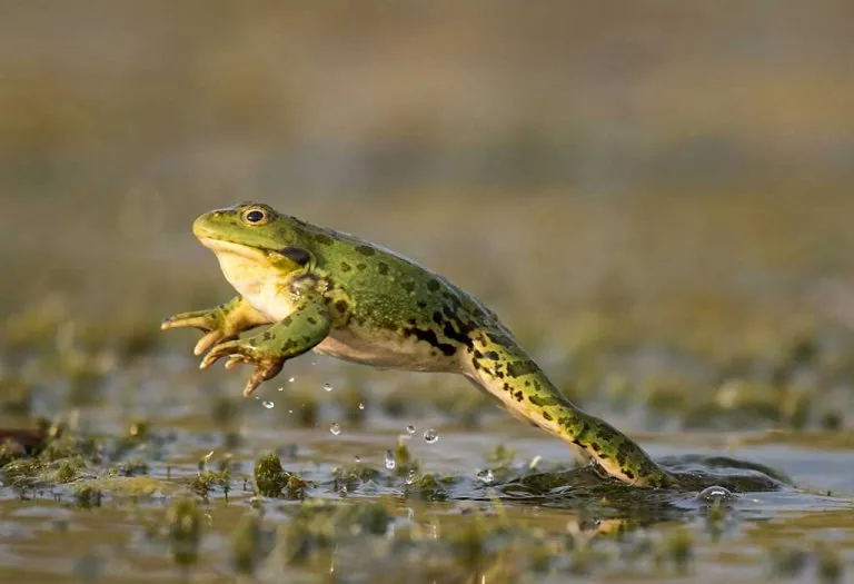15 Fascinating Facts about Frogs for Kids