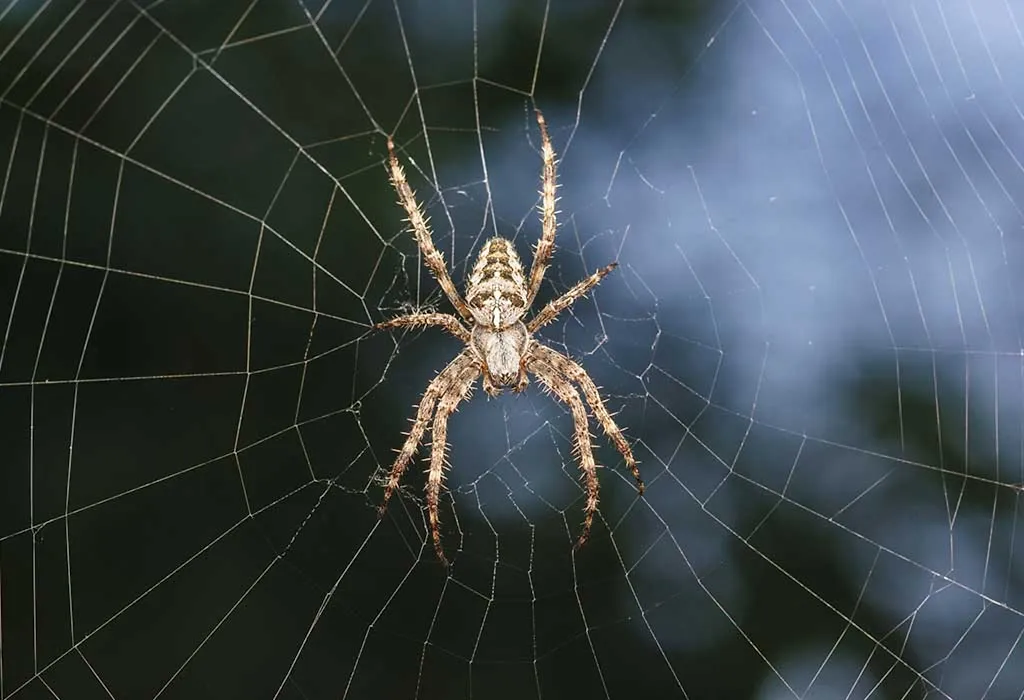 10 Fun Facts About Spiders