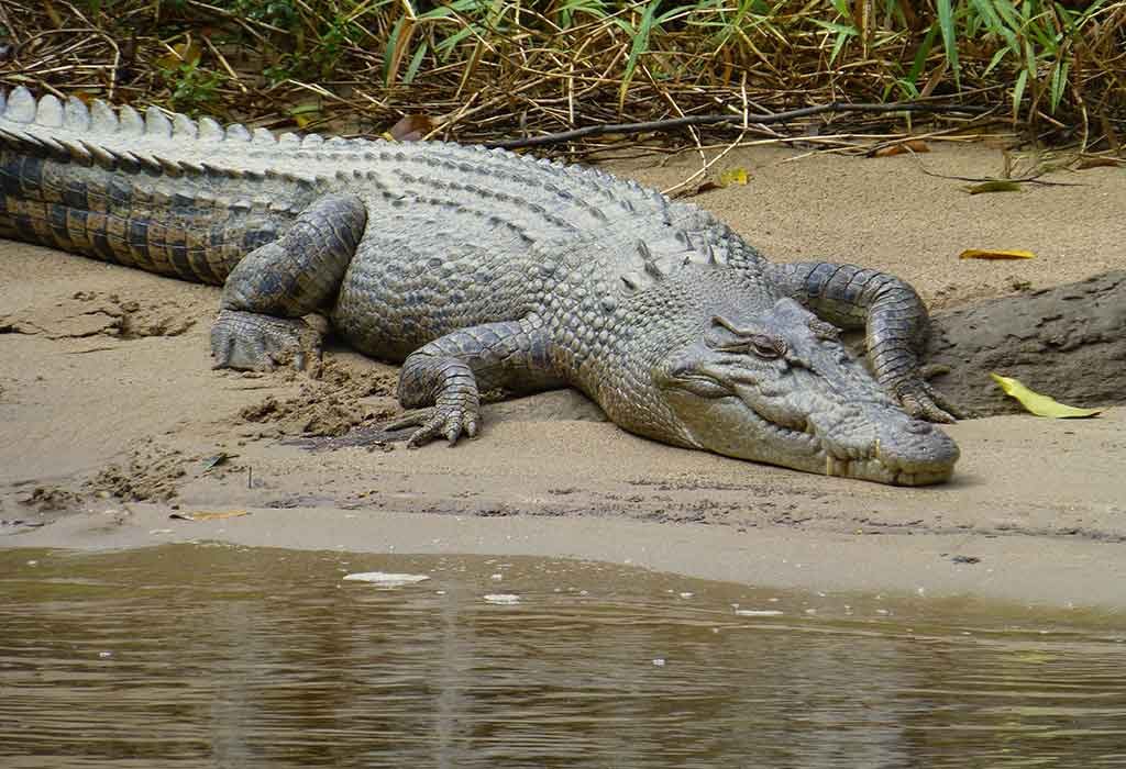Fascinating Facts and Information about Crocodile for Kids