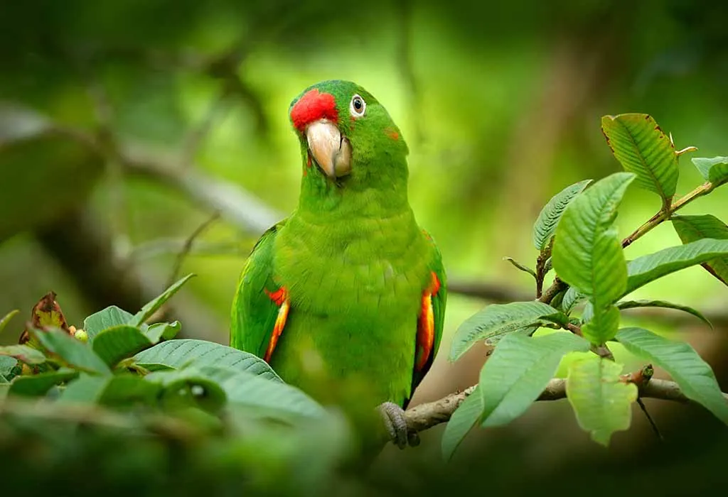 Interesting Information & Facts about Parrot for Kids