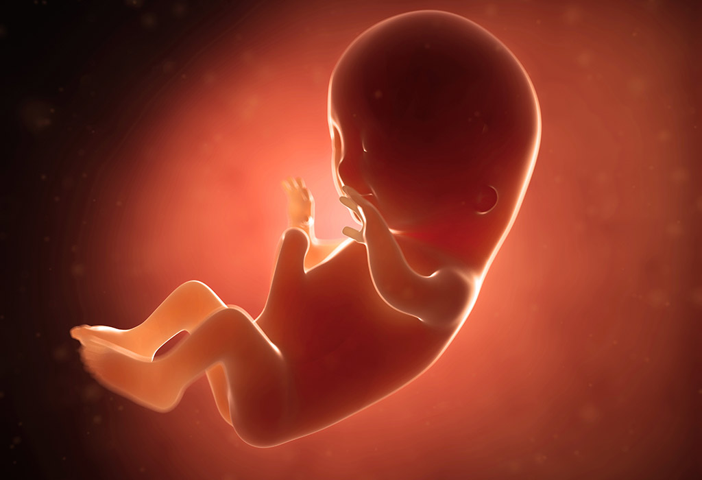 Foetal Development During the Third Month of Pregnancy
