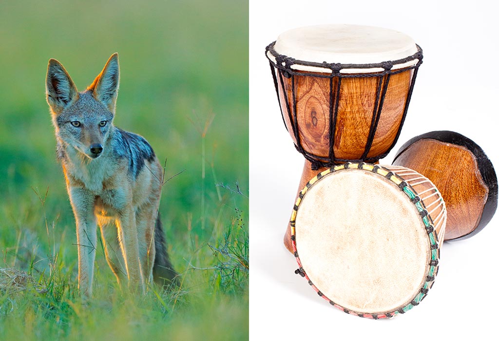 The Jackal and the Drum