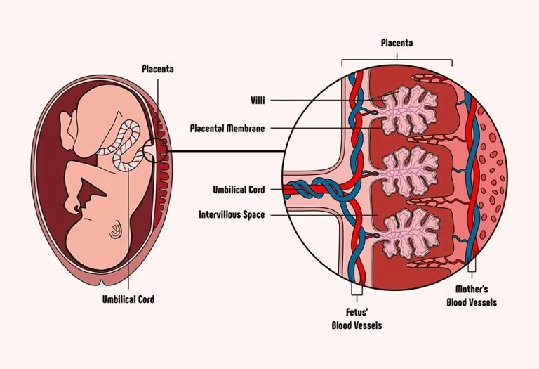 Anterior Placenta in Pregnancy - Symptoms, Complications and Precautions