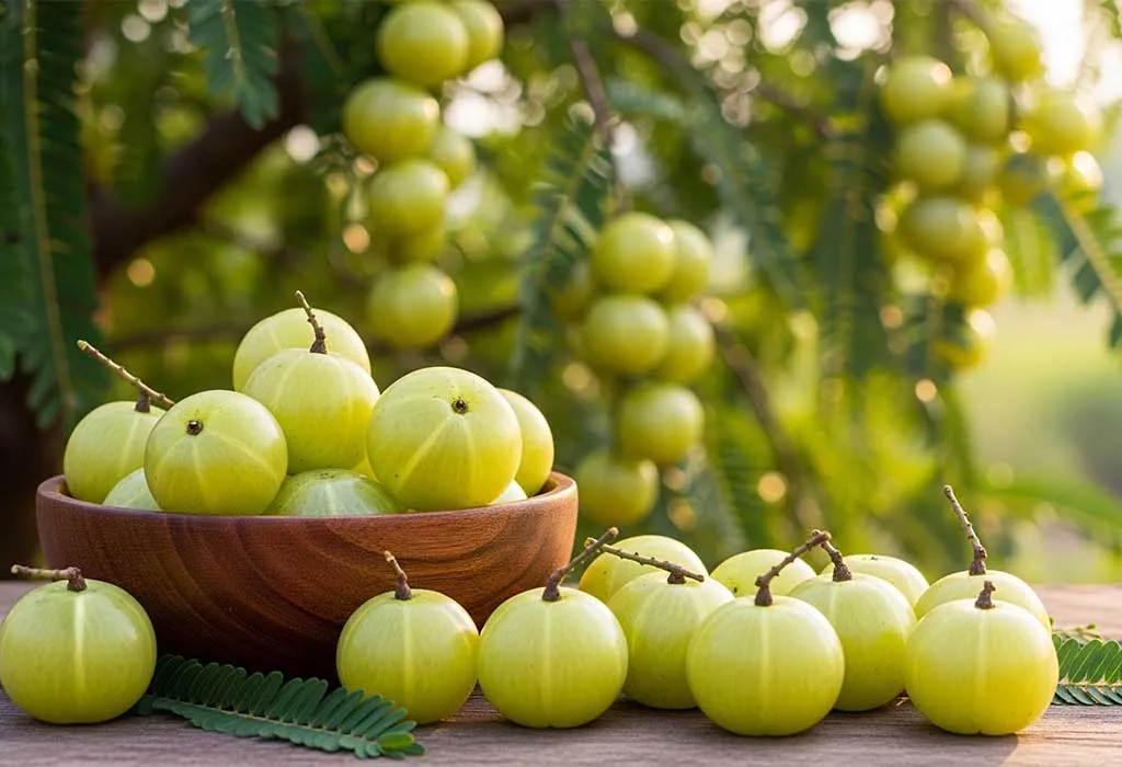 Amla (Indian Gooseberry)