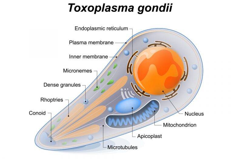 टॉक्सोप्लाज्मोसिस क्या है