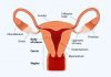 एंडोमेट्रियल थिकनेस - गर्भावस्था में इसकी नॉर्मल रेंज क्या है