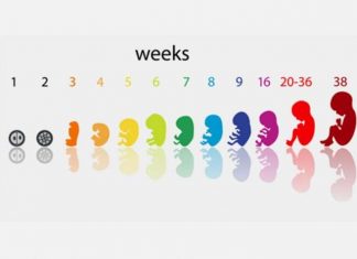 गर्भ में बच्चे का विकास के 3 चरण (प्रीनेटल डेवलपमेंट)