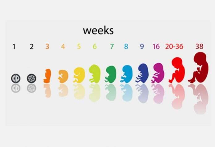 गर्भ में बच्चे का विकास के 3 चरण (प्रीनेटल डेवलपमेंट)