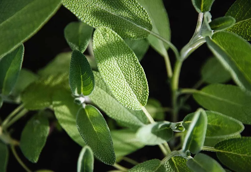 Sage