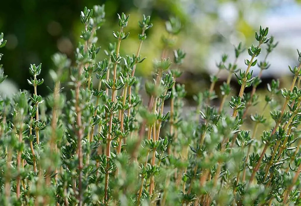Thyme