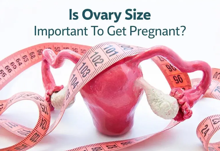 How Important Is Ovary Size When Trying to Get Pregnant?