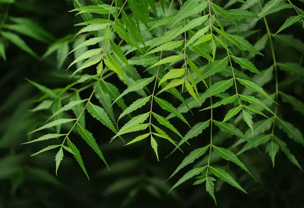 Neem