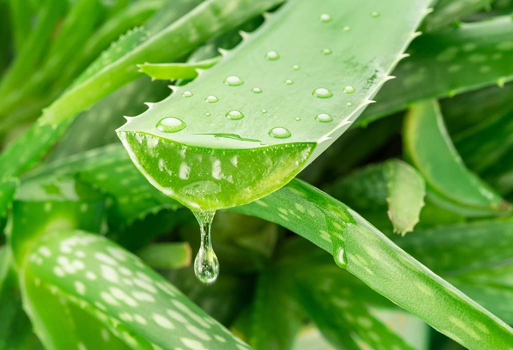 Aloe-Vera Aloe-Vera